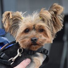 ELENA, Hund, Yorkshire Terrier in Spanien