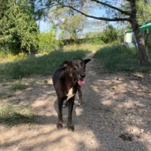 DORA, Hund, Mischlingshund in Spanien - Bild 2