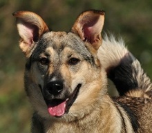 NORA, Hund, Mischlingshund in Slowakische Republik - Bild 1