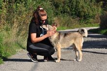 NORA, Hund, Mischlingshund in Slowakische Republik - Bild 10