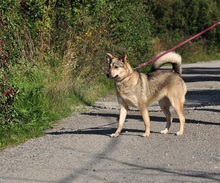 NORA, Hund, Mischlingshund in Slowakische Republik - Bild 11