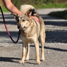 NORA, Hund, Mischlingshund in Slowakische Republik - Bild 12