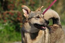 NORA, Hund, Mischlingshund in Slowakische Republik - Bild 13