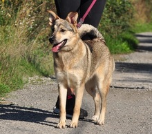 NORA, Hund, Mischlingshund in Slowakische Republik - Bild 14