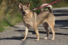 NORA, Hund, Mischlingshund in Slowakische Republik - Bild 2