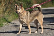 NORA, Hund, Mischlingshund in Slowakische Republik - Bild 3