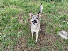 NORA, Hund, Mischlingshund in Slowakische Republik - Bild 5