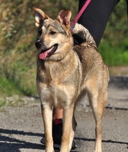 NORA, Hund, Mischlingshund in Slowakische Republik - Bild 6