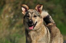 NORA, Hund, Mischlingshund in Slowakische Republik - Bild 9