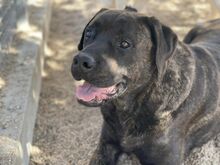 POOL, Hund, Cane Corso-Mix in Italien - Bild 1