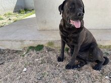 POOL, Hund, Cane Corso-Mix in Italien - Bild 10