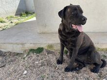 POOL, Hund, Cane Corso-Mix in Italien - Bild 11