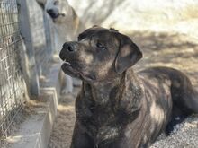 POOL, Hund, Cane Corso-Mix in Italien - Bild 12