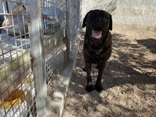 POOL, Hund, Cane Corso-Mix in Italien - Bild 13