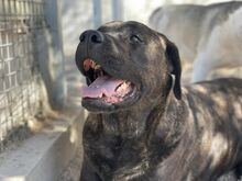 POOL, Hund, Cane Corso-Mix in Italien - Bild 14