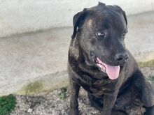 POOL, Hund, Cane Corso-Mix in Italien - Bild 15