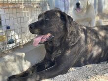 POOL, Hund, Cane Corso-Mix in Italien - Bild 16