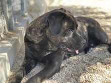 POOL, Hund, Cane Corso-Mix in Italien - Bild 17