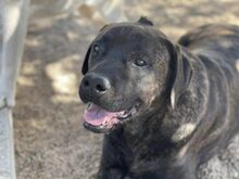 POOL, Hund, Cane Corso-Mix in Italien - Bild 18