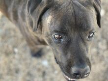 POOL, Hund, Cane Corso-Mix in Italien - Bild 19