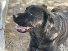 POOL, Hund, Cane Corso-Mix in Italien - Bild 2