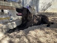 POOL, Hund, Cane Corso-Mix in Italien - Bild 20