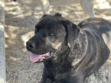 POOL, Hund, Cane Corso-Mix in Italien - Bild 21