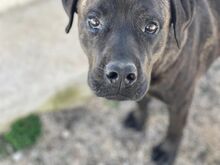 POOL, Hund, Cane Corso-Mix in Italien - Bild 22