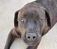 POOL, Hund, Cane Corso-Mix in Italien - Bild 23