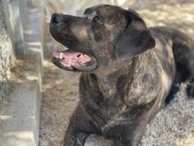 POOL, Hund, Cane Corso-Mix in Italien - Bild 24