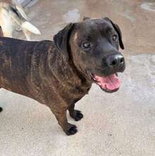 POOL, Hund, Cane Corso-Mix in Italien - Bild 25