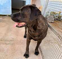 POOL, Hund, Cane Corso-Mix in Italien - Bild 26