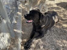 POOL, Hund, Cane Corso-Mix in Italien - Bild 27