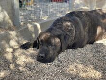 POOL, Hund, Cane Corso-Mix in Italien - Bild 28