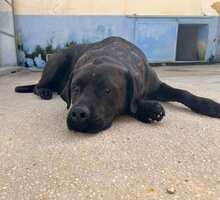 POOL, Hund, Cane Corso-Mix in Italien - Bild 29