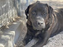 POOL, Hund, Cane Corso-Mix in Italien - Bild 3