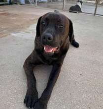 POOL, Hund, Cane Corso-Mix in Italien - Bild 30