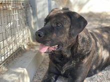 POOL, Hund, Cane Corso-Mix in Italien - Bild 31