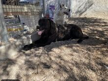 POOL, Hund, Cane Corso-Mix in Italien - Bild 32