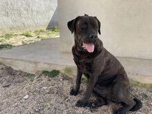 POOL, Hund, Cane Corso-Mix in Italien - Bild 33