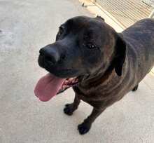 POOL, Hund, Cane Corso-Mix in Italien - Bild 34