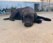 POOL, Hund, Cane Corso-Mix in Italien - Bild 36