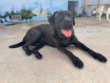 POOL, Hund, Cane Corso-Mix in Italien - Bild 37