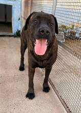 POOL, Hund, Cane Corso-Mix in Italien - Bild 38