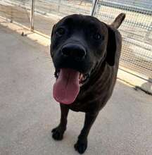 POOL, Hund, Cane Corso-Mix in Italien - Bild 39