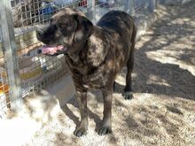 POOL, Hund, Cane Corso-Mix in Italien - Bild 4