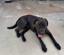 POOL, Hund, Cane Corso-Mix in Italien - Bild 40