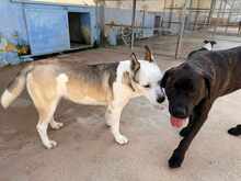 POOL, Hund, Cane Corso-Mix in Italien - Bild 41