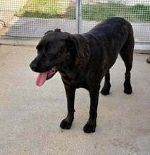 POOL, Hund, Cane Corso-Mix in Italien - Bild 42