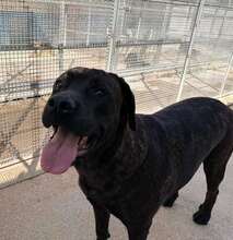 POOL, Hund, Cane Corso-Mix in Italien - Bild 43